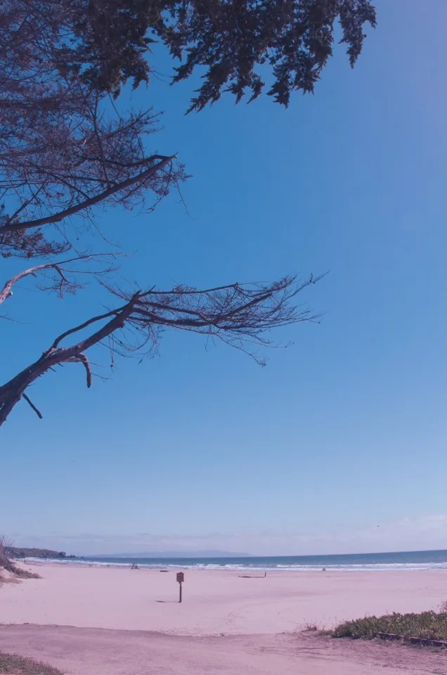 A cypress branch over an empty beach